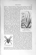 Old Antique Print Natural History 1896 Orb-Spinner Cross Spider Insects 19th