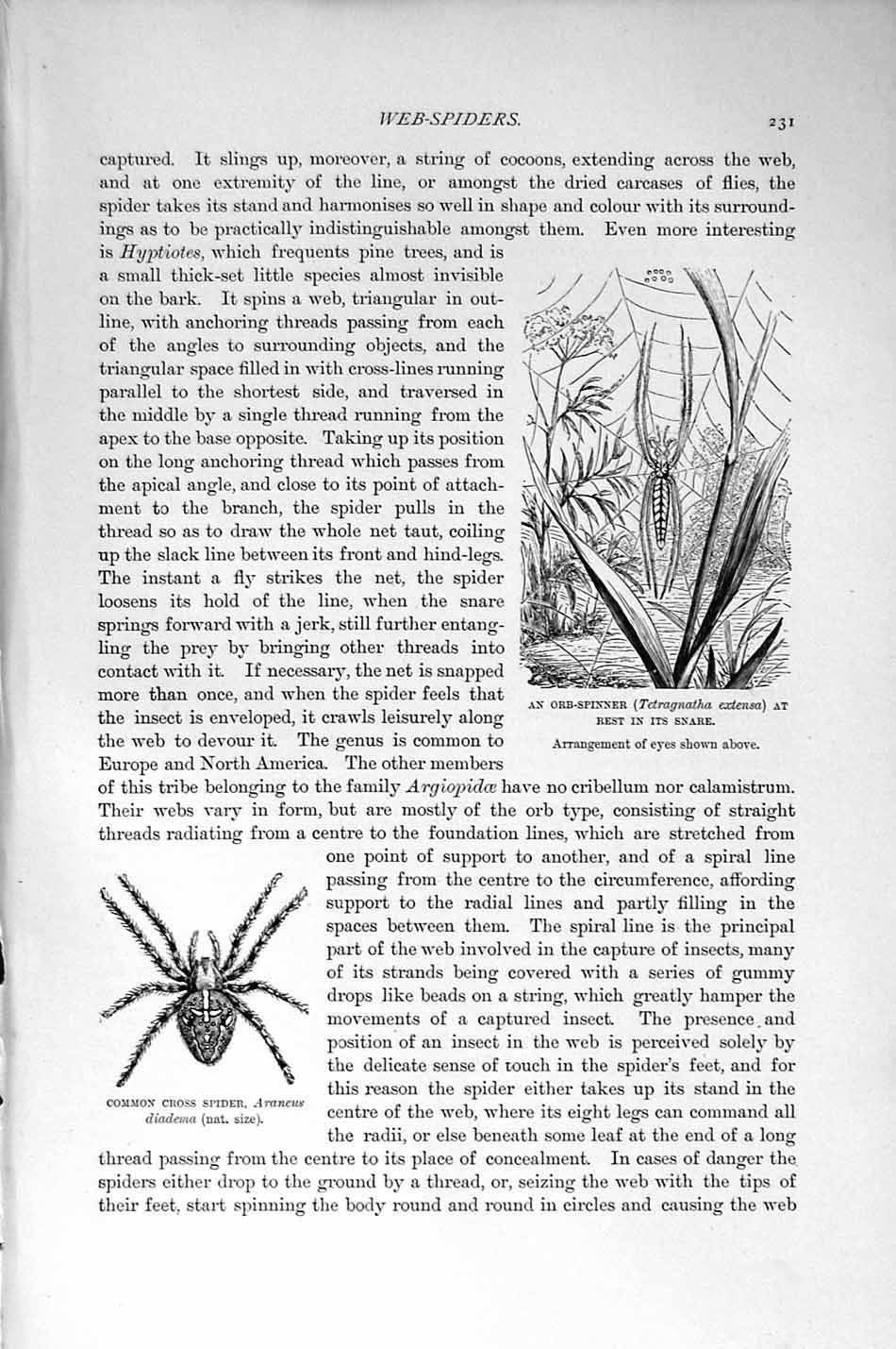 Old Antique Print Natural History 1896 Orb-Spinner Cross Spider Insects 19th