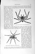 Original Old Antique Print Natural History 1896 African Web Spider Tarantula