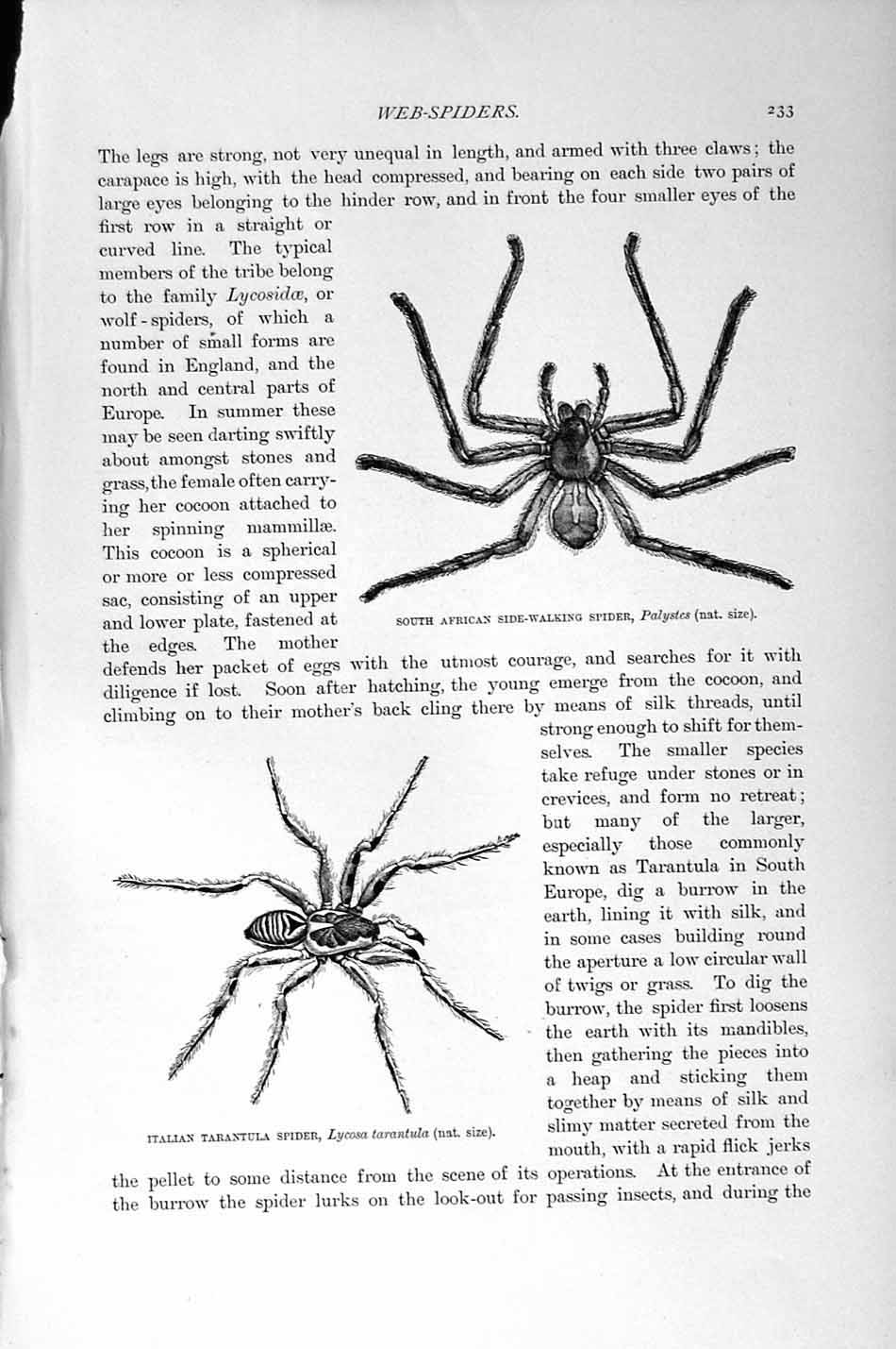Original Old Antique Print Natural History 1896 African Web Spider Tarantula