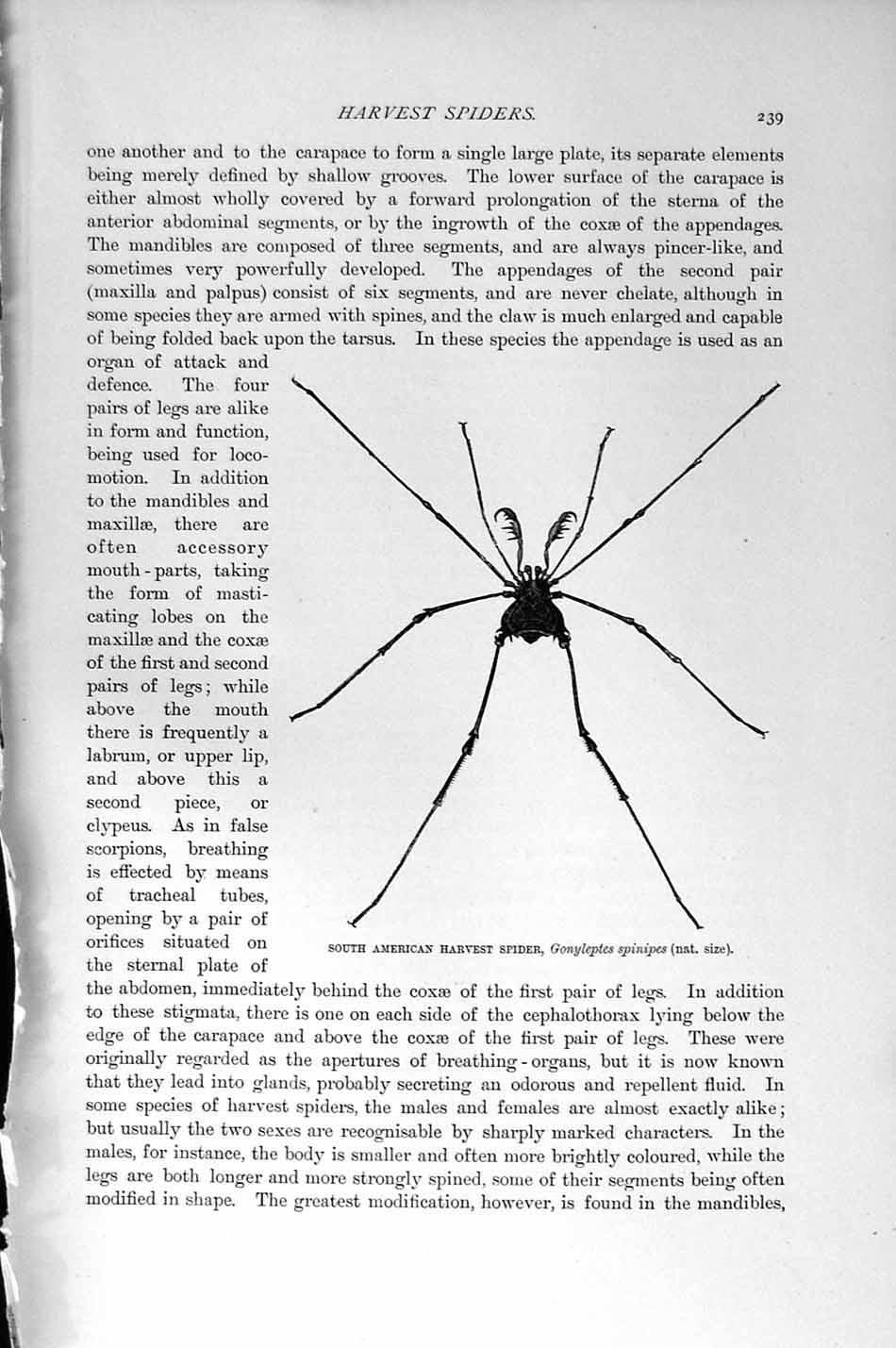 Original Old Antique Print Natural History 1896 American Harvest Spider Chilian