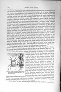 Original Old Antique Print Natural History 1896 Velvety Mite Trombidium 19th