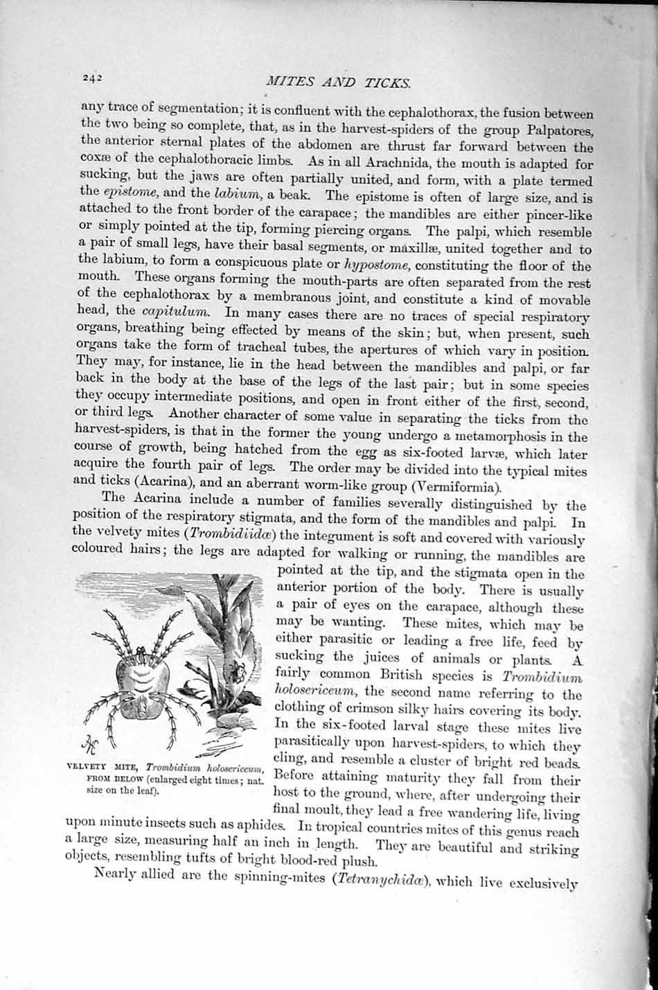 Original Old Antique Print Natural History 1896 Velvety Mite Trombidium 19th