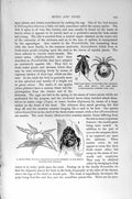 Old Antique Print Natural History 1896 Water Mite Beetle Sheep-Tick Organ 19th