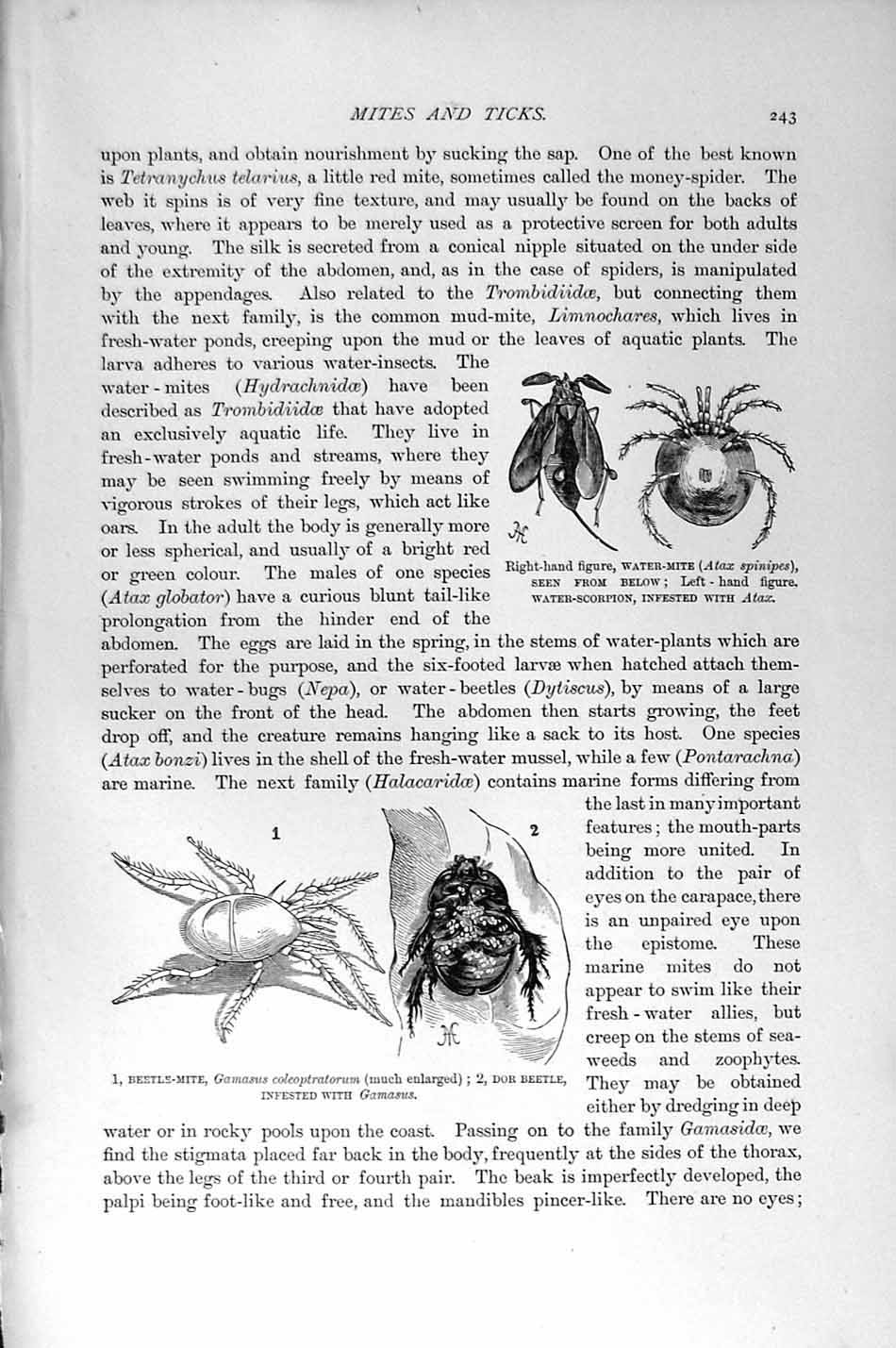 Old Antique Print Natural History 1896 Water Mite Beetle Sheep-Tick Organ 19th