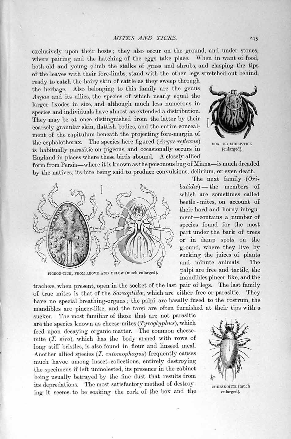 Old Antique Print Natural History 1896 Sheep-Tick Cheese-Mite Itch-Mite 19th