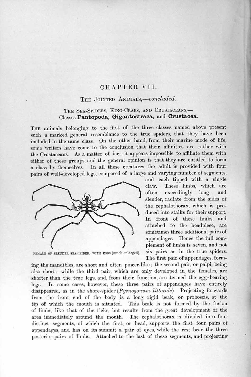 Original Old Antique Print Natural History 1896 Female Slender Sea-Spider Eggs