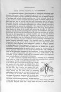 Old Antique Print Crustaceans Crayfish Crab Barnacle Natural History 1896 19th