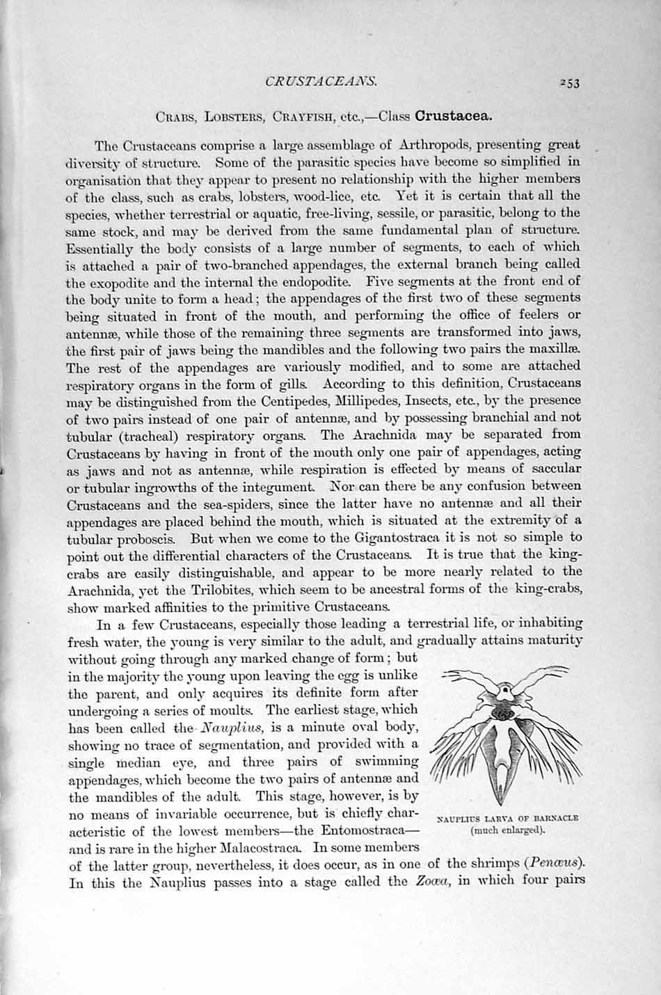 Old Antique Print Crustaceans Crayfish Crab Barnacle Natural History 1896 19th