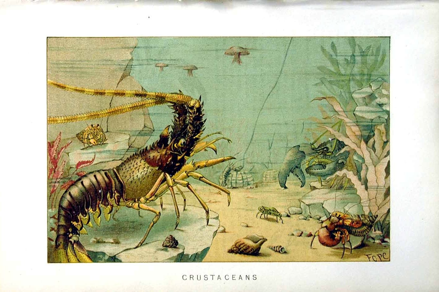 Original Old Antique Print Natural History 1896 Crustaceans ColourVictorian