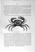 Original Old Antique Print Natural History 1896 Indian Land Crab Crustaceans
