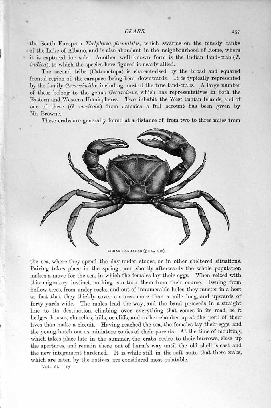 Original Old Antique Print Natural History 1896 Indian Land Crab Crustaceans