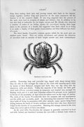 Original Old Antique Print Natural History 1896 Thornback Crab Crustaceans 19th
