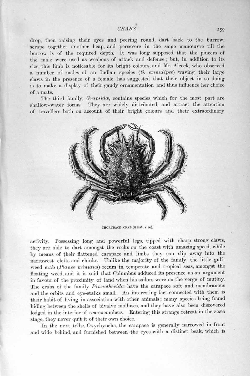 Original Old Antique Print Natural History 1896 Thornback Crab Crustaceans 19th