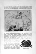 Original Old Antique Print Natural History 1896 Long-Beaked Spider Crab Dromia