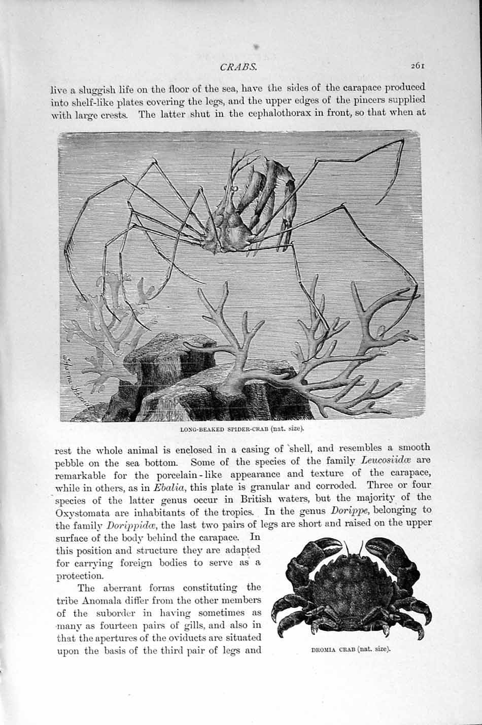 Original Old Antique Print Natural History 1896 Long-Beaked Spider Crab Dromia