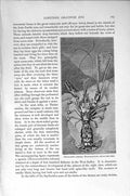 Original Old Antique Print Natural History 1896 Crustaceans Crayfish Lobster