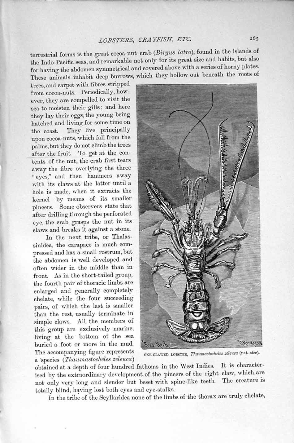 Original Old Antique Print Natural History 1896 Crustaceans Crayfish Lobster