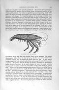 Original Old Antique Print Natural History 1896 Hooded Shrimp Prawn Crustaceans