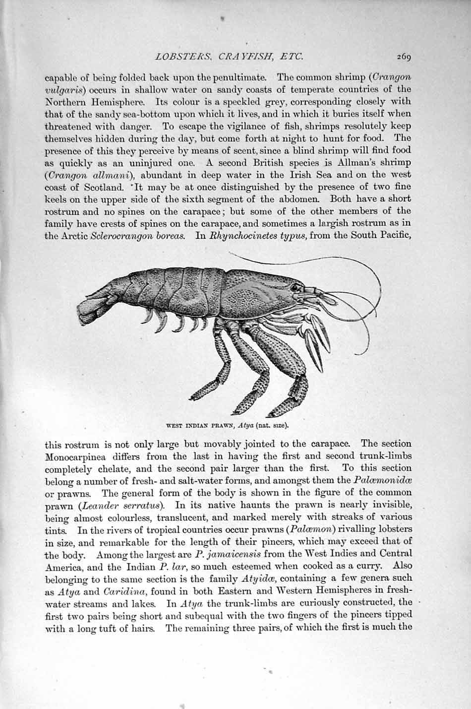 Original Old Antique Print Natural History 1896 Hooded Shrimp Prawn Crustaceans