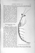 Original Old Antique Print Natural History 1896 Crustaceans Mantis Shrimp 19th