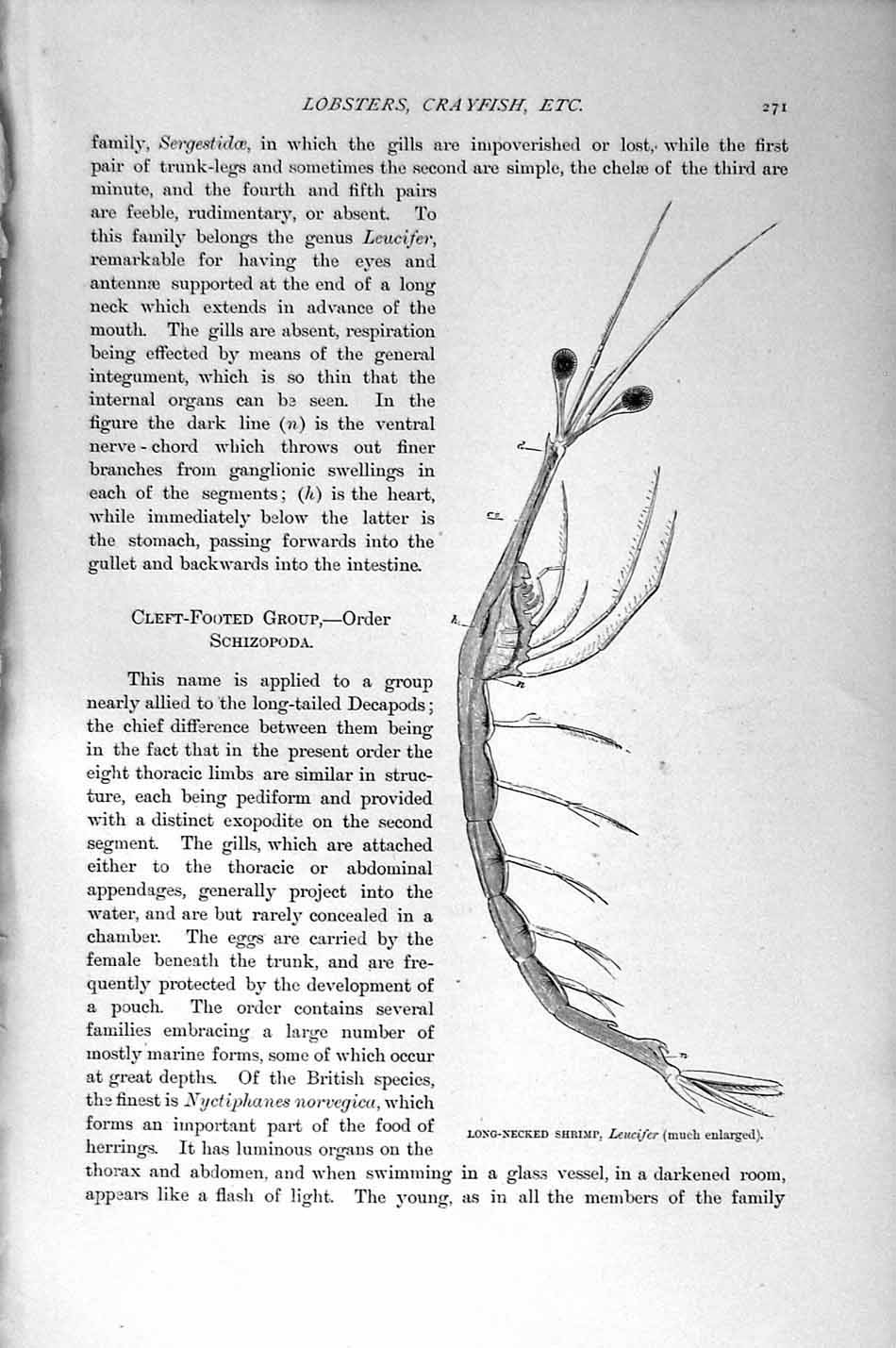 Original Old Antique Print Natural History 1896 Crustaceans Mantis Shrimp 19th