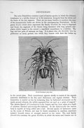 Original Old Antique Print Natural History 1896 Serolis Bromleyana Crustaceans