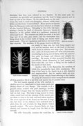 Original Old Antique Print Natural History 1896 Gnathia Isopoda Wood-Lice 19th