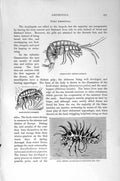 Original Old Antique Print Natural History 1896 Shrimp Sand-Hopper Andnia 19th