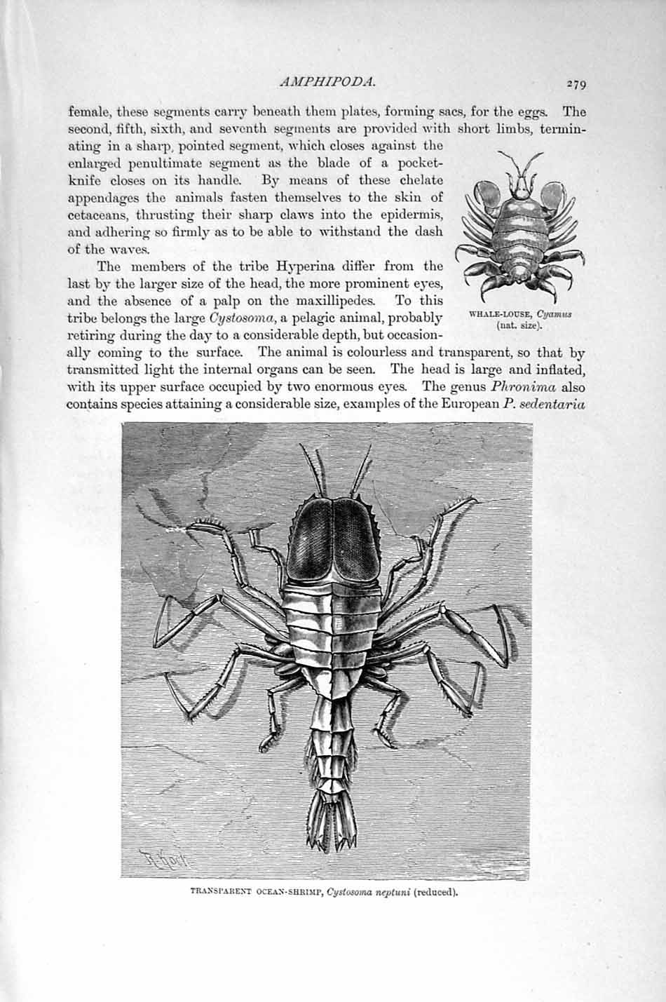 Original Old Antique Print Natural History 1896 Ocean Shrimp Amphipoda Louse