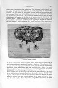 Original Old Antique Print Natural History 1896 Barnacle Cirripede Crustaceans