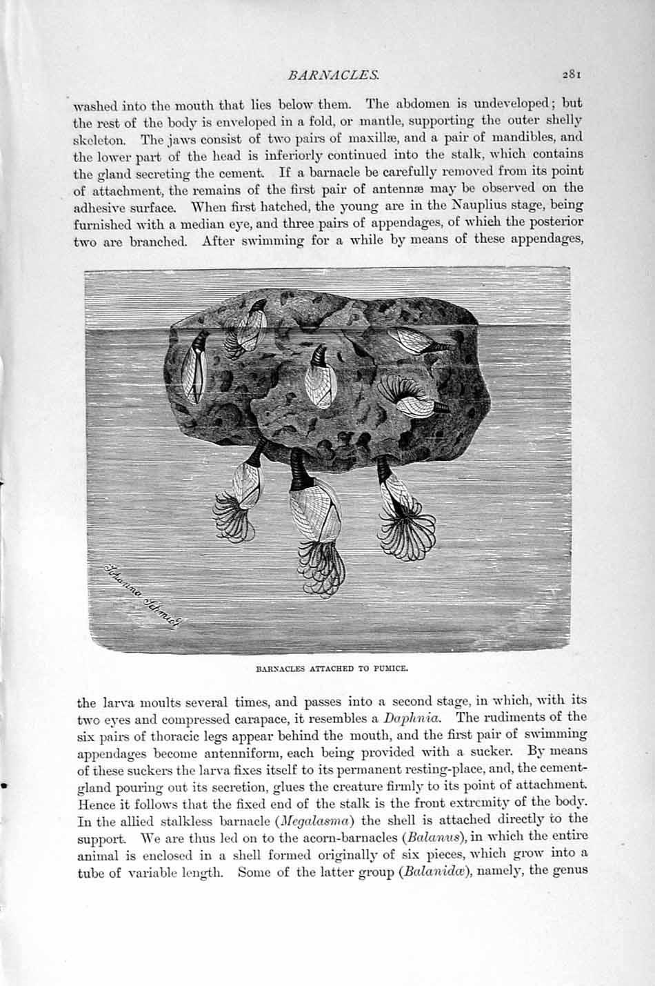 Original Old Antique Print Natural History 1896 Barnacle Cirripede Crustaceans