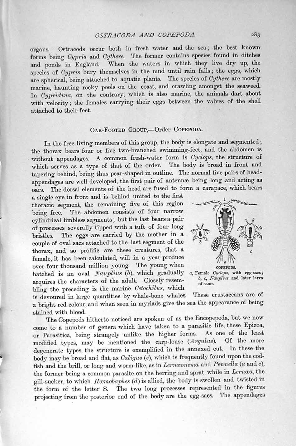Original Old Antique Print Natural History 1896 Crustaceans Fish-Lice Copepods