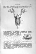 Original Old Antique Print Natural History 1896 Leptodora Crustaceans Cladocera