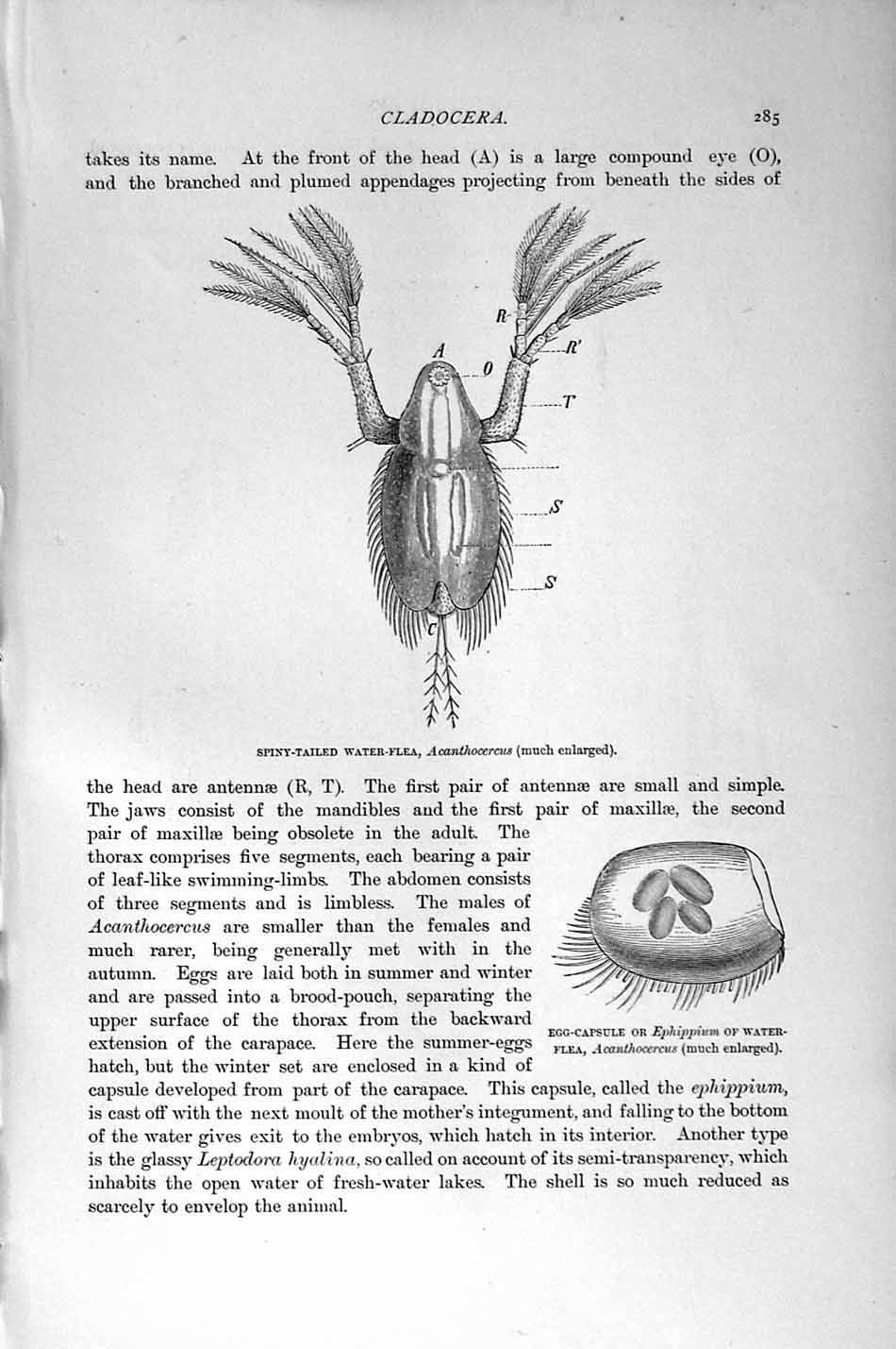 Original Old Antique Print Natural History 1896 Leptodora Crustaceans Cladocera