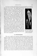 Original Old Antique Print Phyllopoda Shrimp Crustaceans Natural History 1896