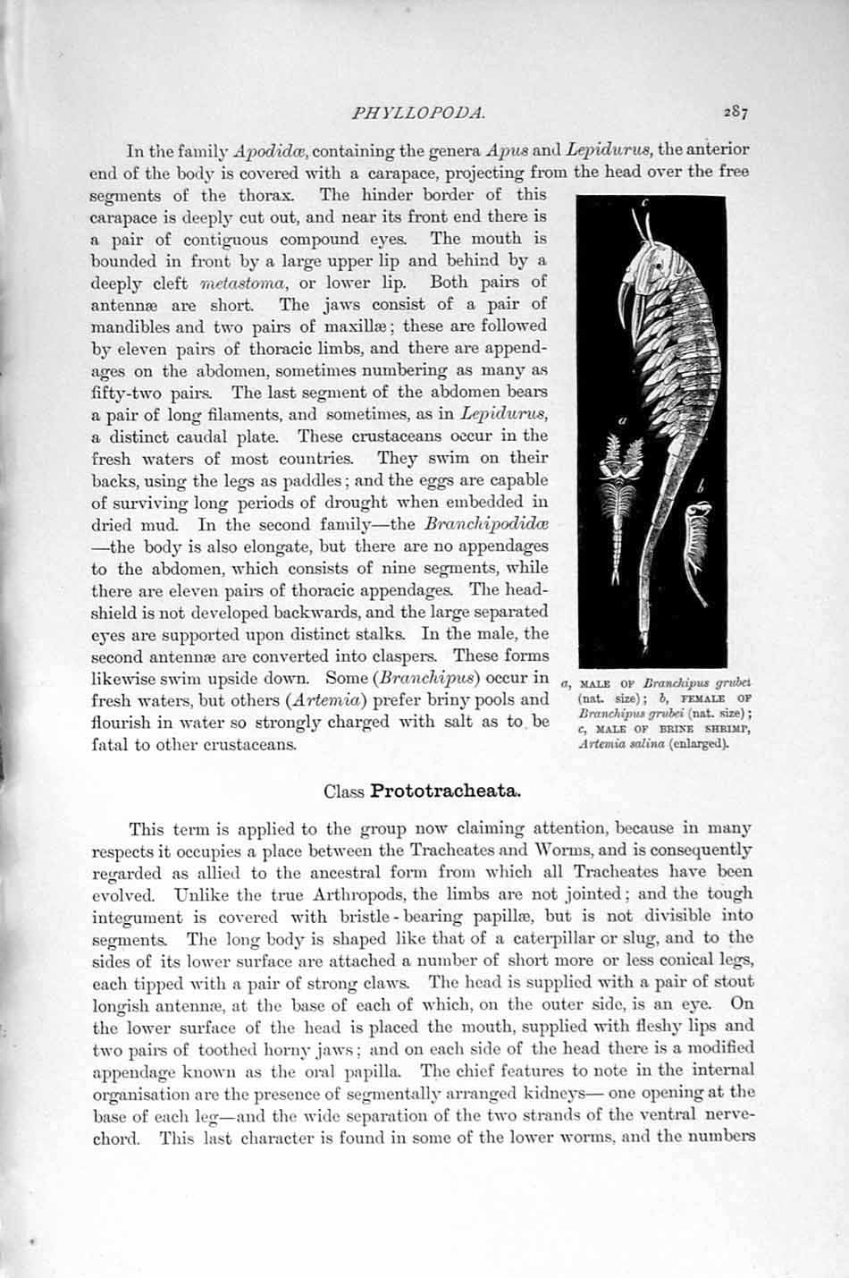 Original Old Antique Print Phyllopoda Shrimp Crustaceans Natural History 1896