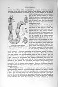 Original Old Antique Print Natural History 1896 Anchor Sea-Cucumber Echinoderms
