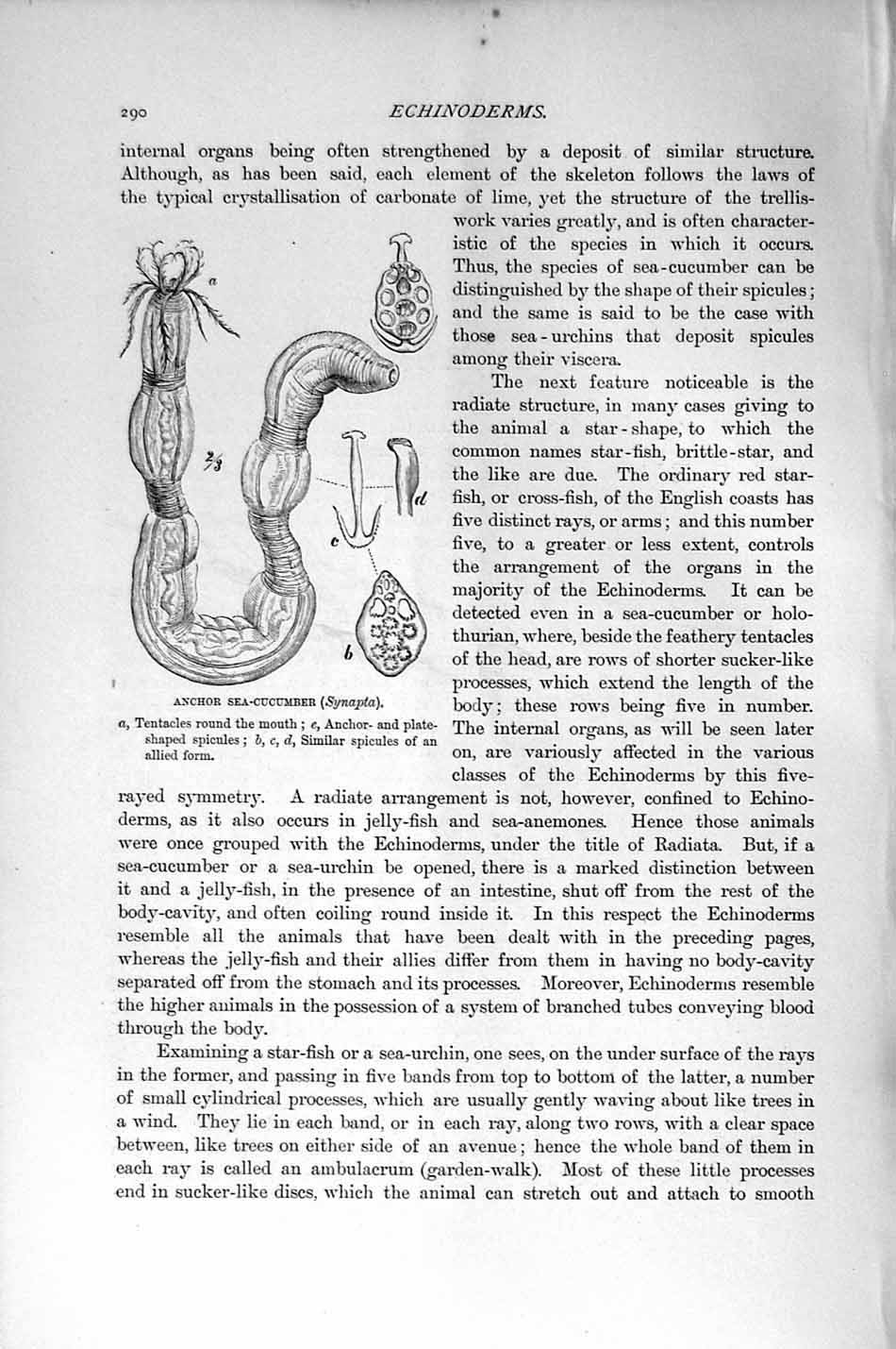 Original Old Antique Print Natural History 1896 Anchor Sea-Cucumber Echinoderms