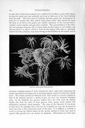 Old Antique Print Group Stone-Lilies Pentancrinids Natural History 1896 19th