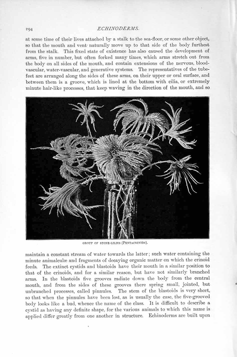 Old Antique Print Group Stone-Lilies Pentancrinids Natural History 1896 19th