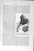 Old Antique Print Echinoderms Natural History 1896 Feather-Star Crinoids 19th
