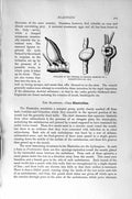 Original Old Antique Print Natural History 1896 Pinnules Crinoids Parasite 19th