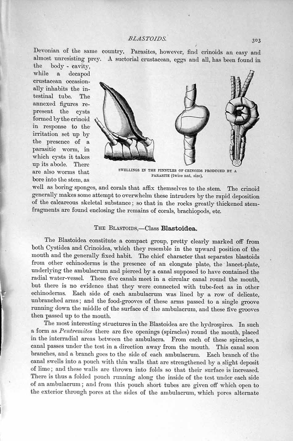 Original Old Antique Print Natural History 1896 Pinnules Crinoids Parasite 19th