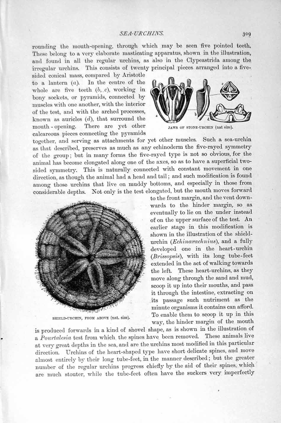 Old Antique Print Natural History 1896 Stone-Urchin Echinoderms Urchins 19th