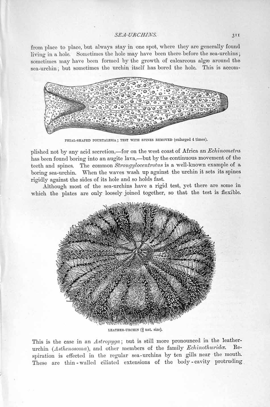 Original Old Antique Print Natural History 1896 Leather-Urchin Pourtalesia Sea
