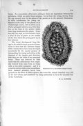 Original Old Antique Print Natural History 1896 Brood-Pouch Sea-Urchin 19th
