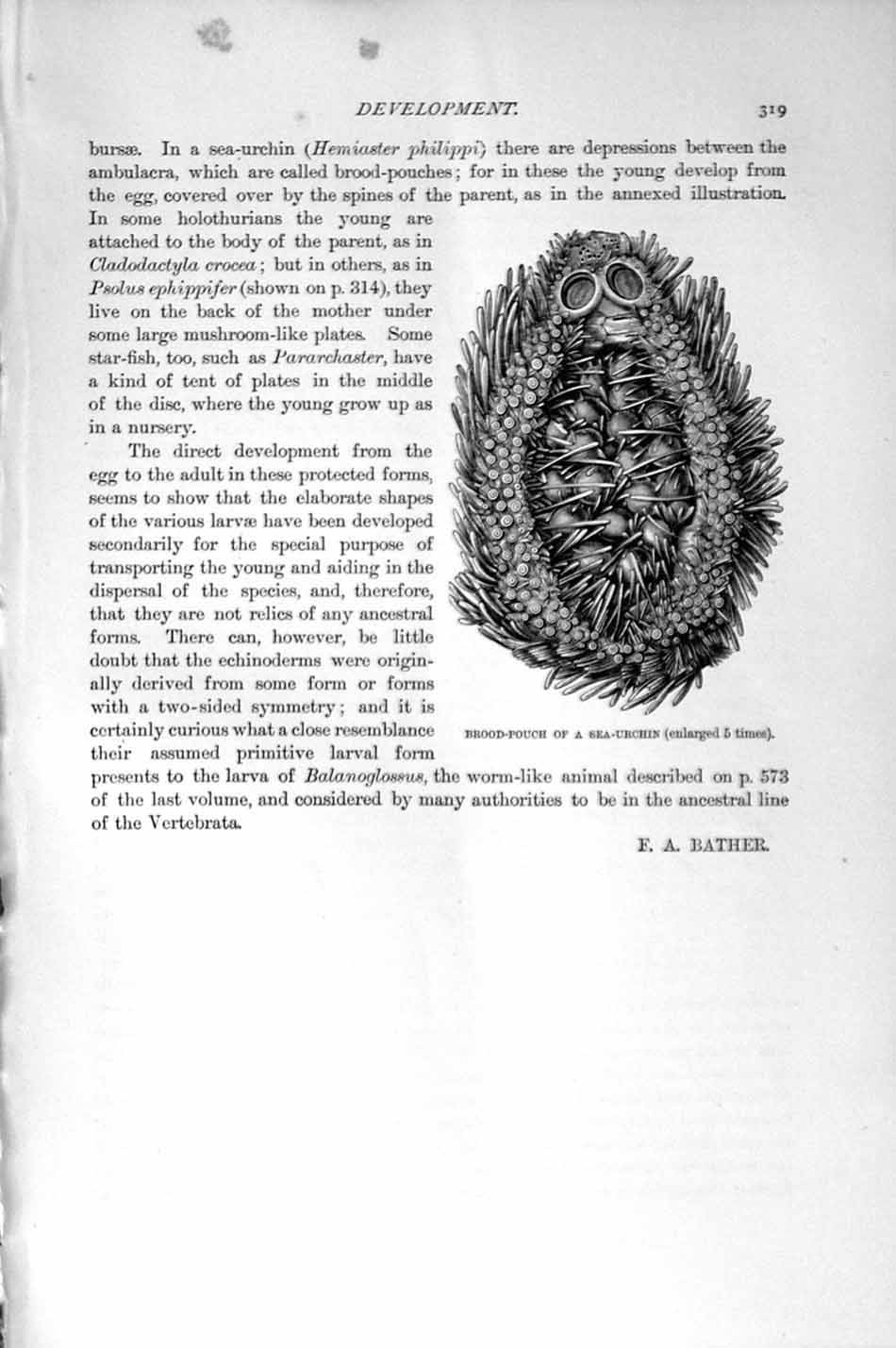 Original Old Antique Print Natural History 1896 Brood-Pouch Sea-Urchin 19th