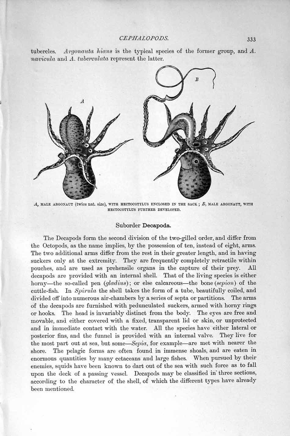 Original Old Antique Print Natural History 1896 Male Argonaut Hectocotylus 19th