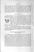 Original Old Antique Print Natural History 1896 Molluscs Spirula Peroni 19th